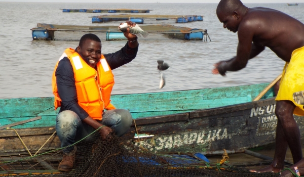 Chiela fish cage Harvesting- Isaac and George